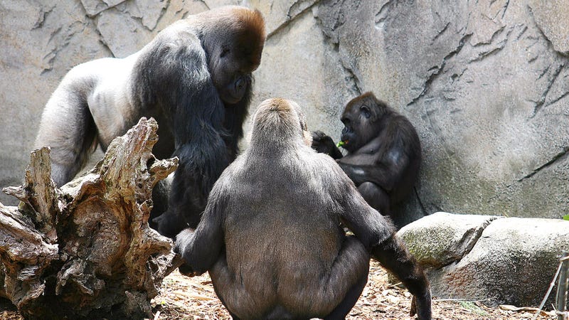 Illustration for article titled Feminism Disaster: This Gorilla At The Zoo Clearly Has, Like, Six Wives