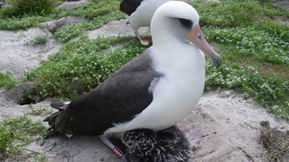 Illustration for article titled A 62 year-old wild albatross has hatched a healthy chick — for the 35th time