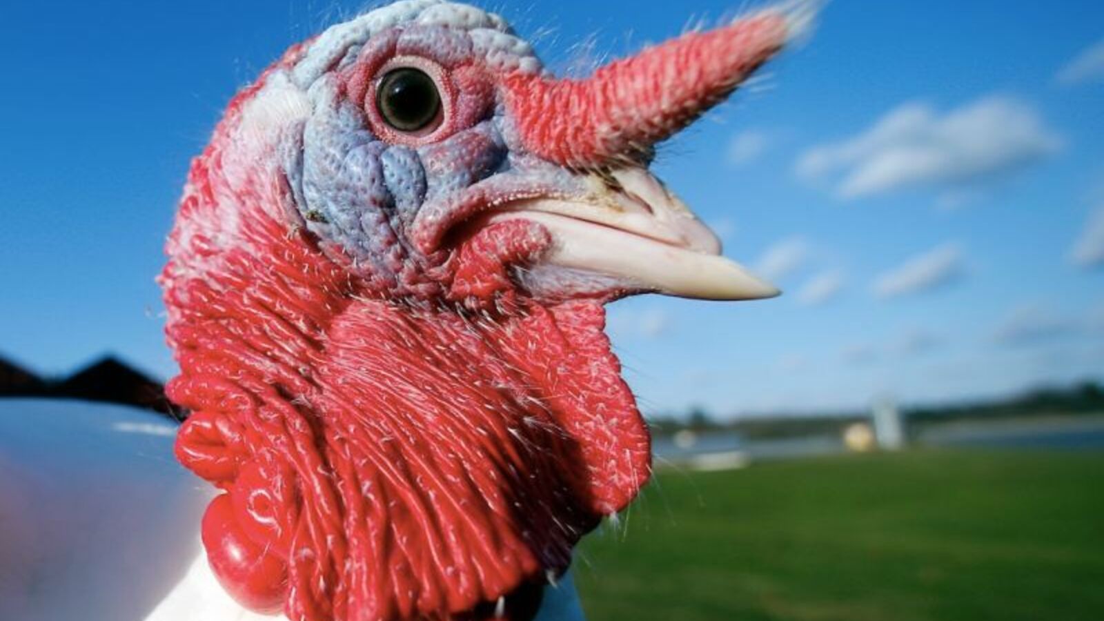 11 turkey facts to pass around the table this Thanksgiving