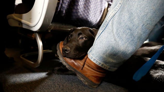 Alaska Airlines to Ban 'Emotional Support' Animals Starting January 11