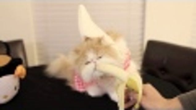 Cat Dressed Like Banana Eats Banana 