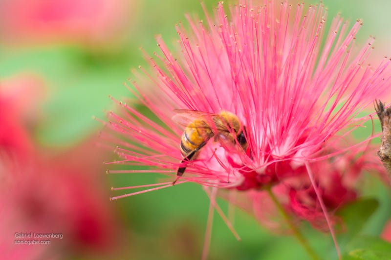 Illustration for article titled More Shooting With The Minolta Lens (UPDATED! Now With More Bees!)