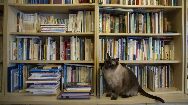 Books with Cats Solving Mysteries