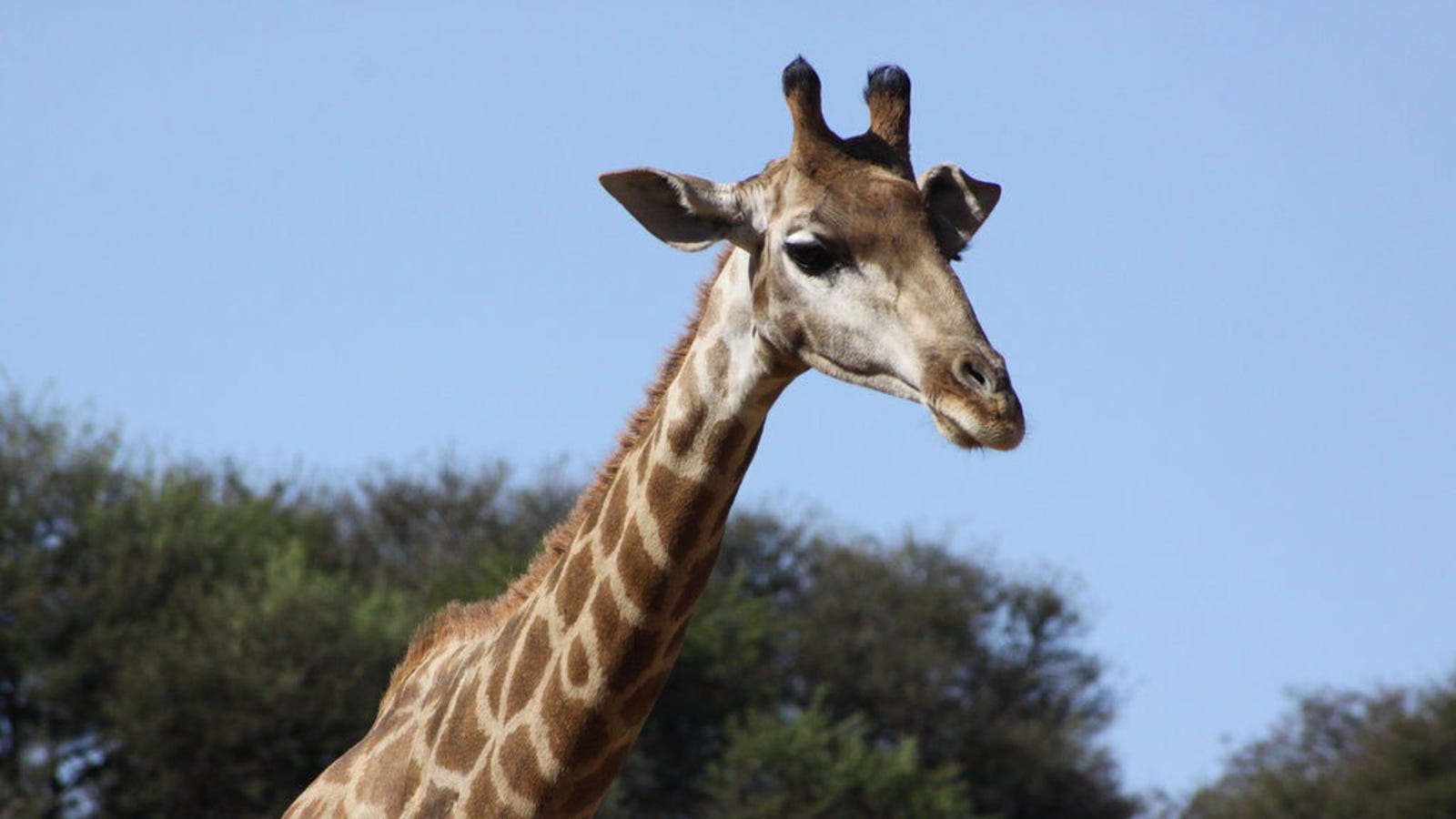 Giraffes Could Have Evolved Their Long Necks For a Surprising Reason