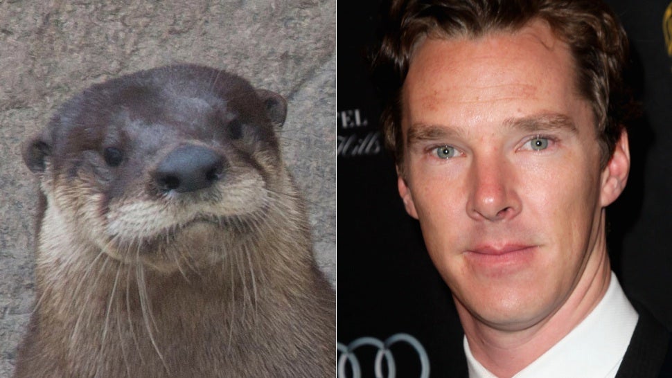 Genius Aquarium Names Otter After Benedict Cumberbatch