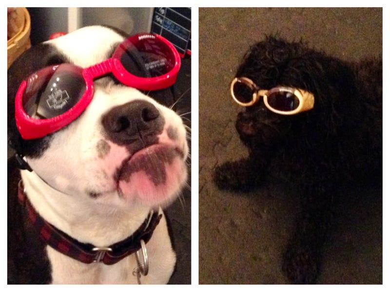 Illustration for article titled Why Your Dog Might Need Sunglasses (Seriously)