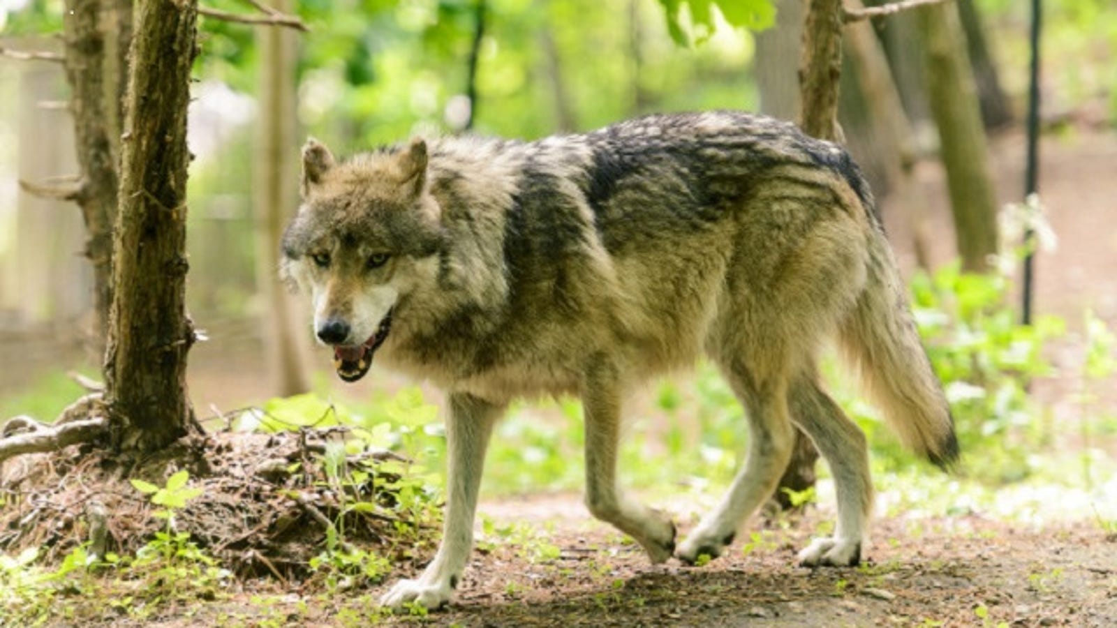 North America's Rarest Wolves Are Deemed Endangered...ish