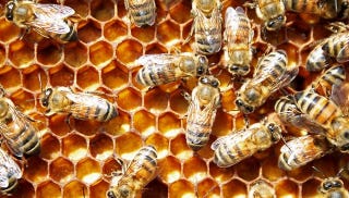 Illustration for article titled Here's How Bees Go Brave New World on Their Offspring