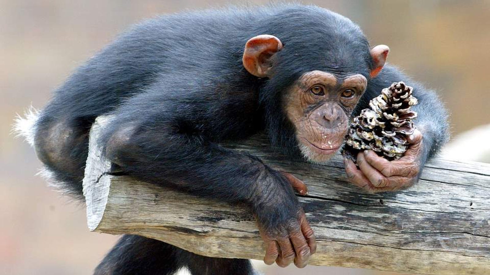 Laboratory Chimps Saved, Long Live the Chimps!