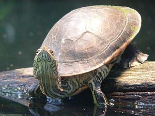 Why Do Some Turtles Have the Option To Breathe Through Their Anuses?