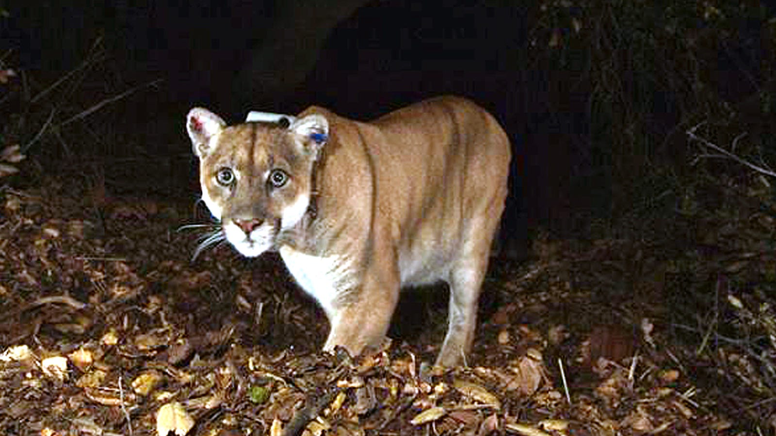 Mountain Lion Attacks Runner in Colorado, Runner Strangles It to Death