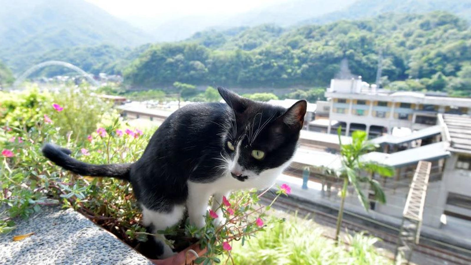 Welcome to Taiwan's Houtong Cat Village, a village with many, many cats