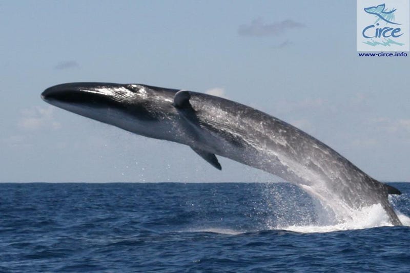 Illustration for article titled Super Rare Footage of the World's Fastest Whale