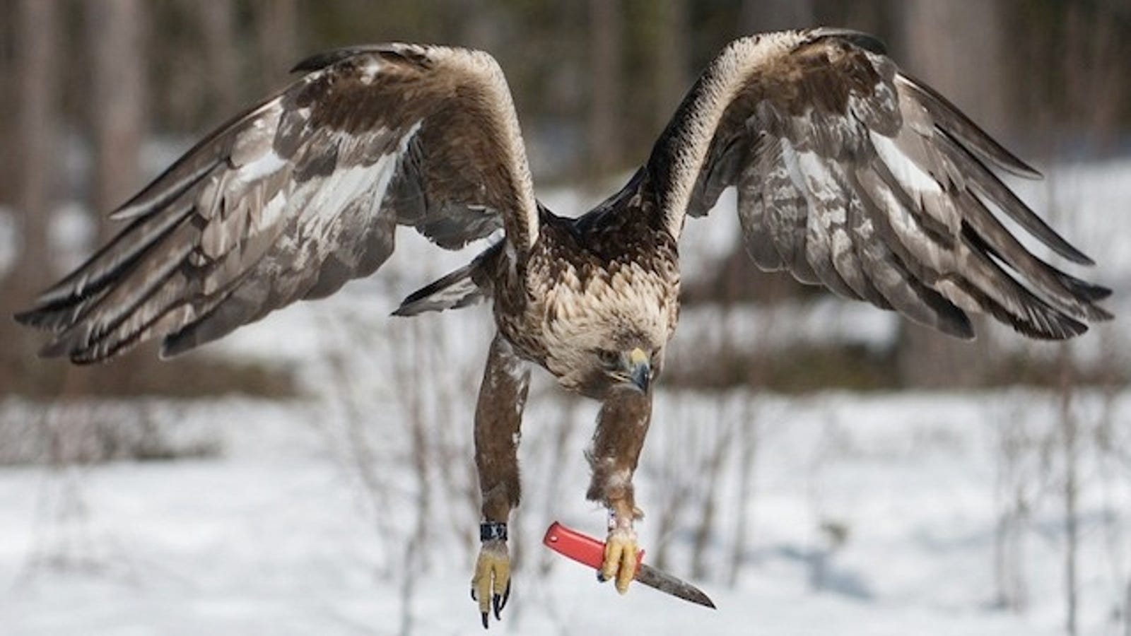 Yes that really is an eagle wielding a knife