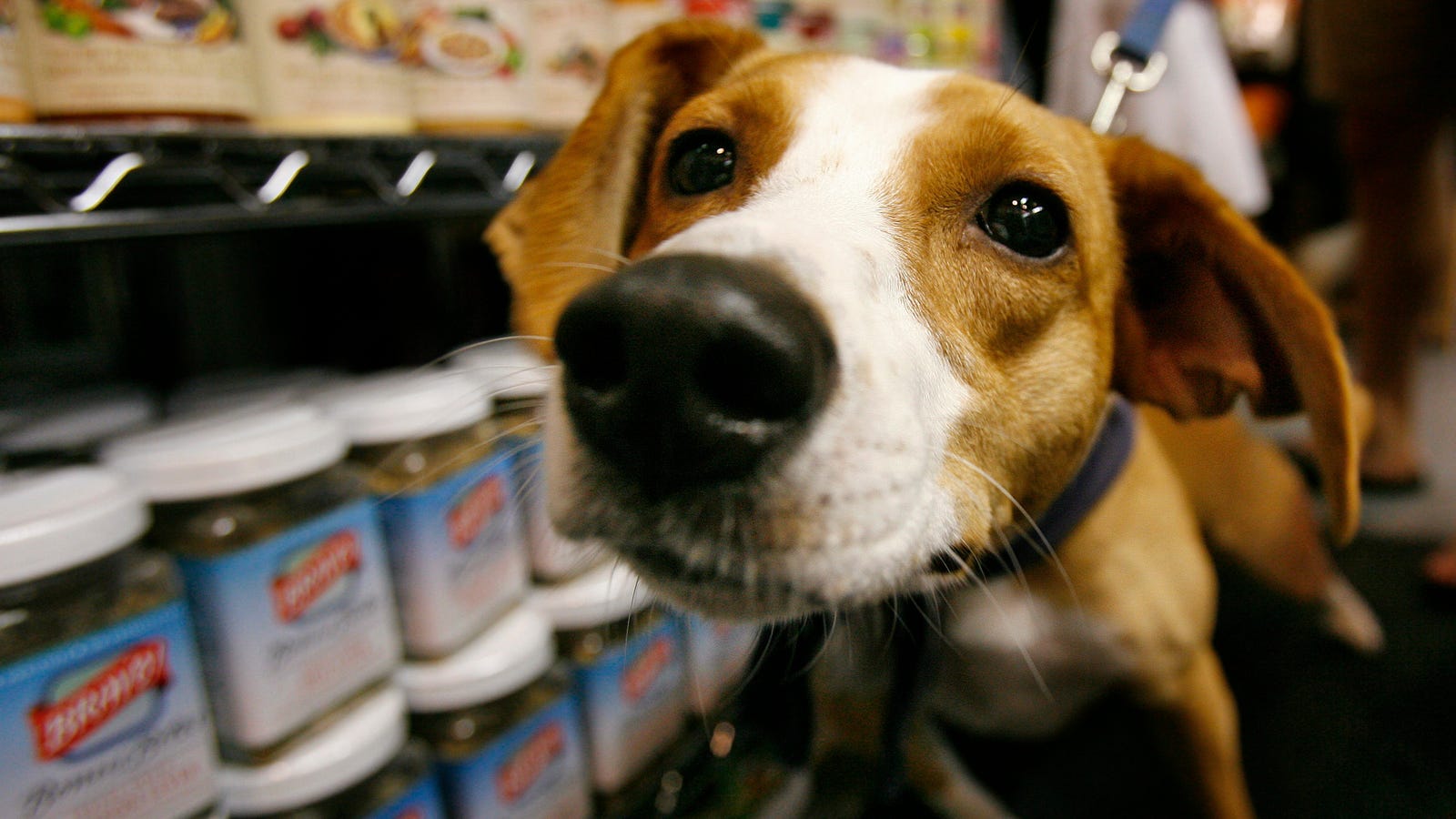 Stop Feeding Your Pets Raw Meat