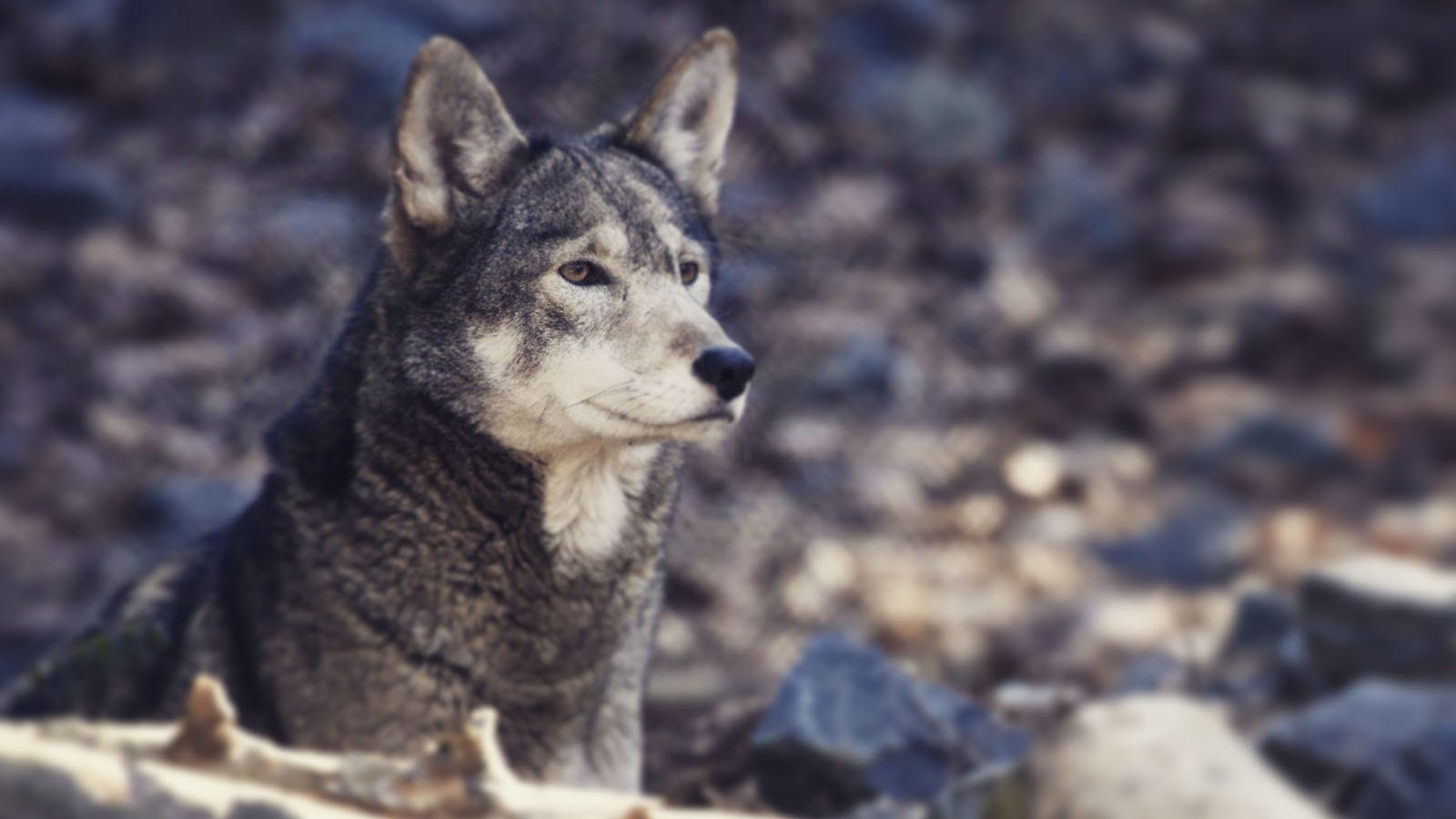 North Carolina Wants To Declare Its 100 Wolves Extinct