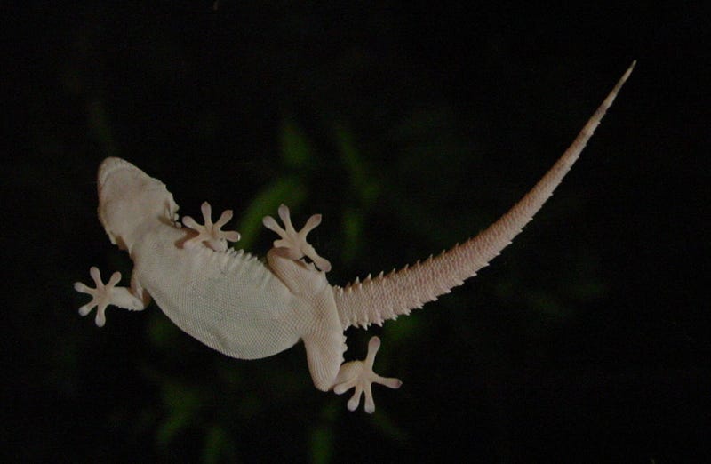 Illustration for article titled Un hombre muere en Australia 10 días después de comerse un lagarto por una apuesta en una fiesta