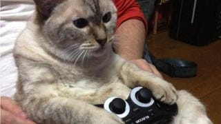 Illustration for article titled Cats Are Very Serious about Video Games