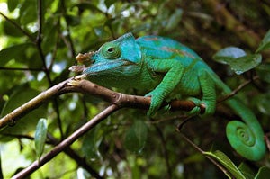 Illustration for article titled Chameleons Use Color to Communicate, Not Hide