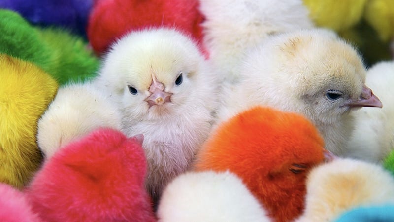 Illustration for article titled These Easter Skittles Are Alive and Adorable