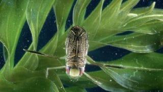 Illustration for article titled The water boatman's singing penis makes it the loudest animal in the world