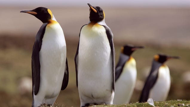 The World’s Largest King Penguin Colony Is Catastrophically Shrinking—and We Don’t Know Why
