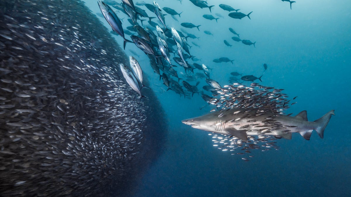 2018 S Award Winning Ocean Photos Will Transport You To