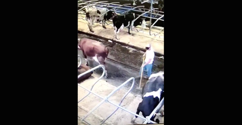 Illustration for article titled The Sports Highlight Of The Day Is This Cow's Long-Range Turd Hitting Its Mark