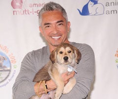 Illustration for article titled Stick A Fork In Cesar Millan