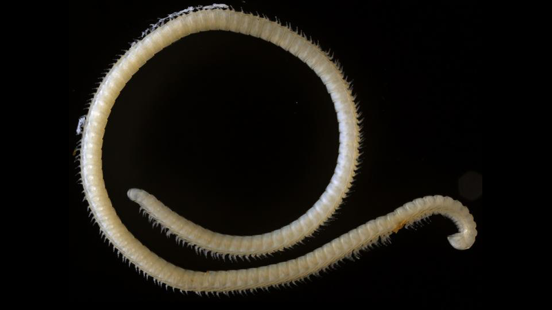 New millipede species with over 400 legs discovered New millipede species with over 400 legs discovered