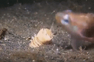 This Worm is Truly, Deeply Terrifying