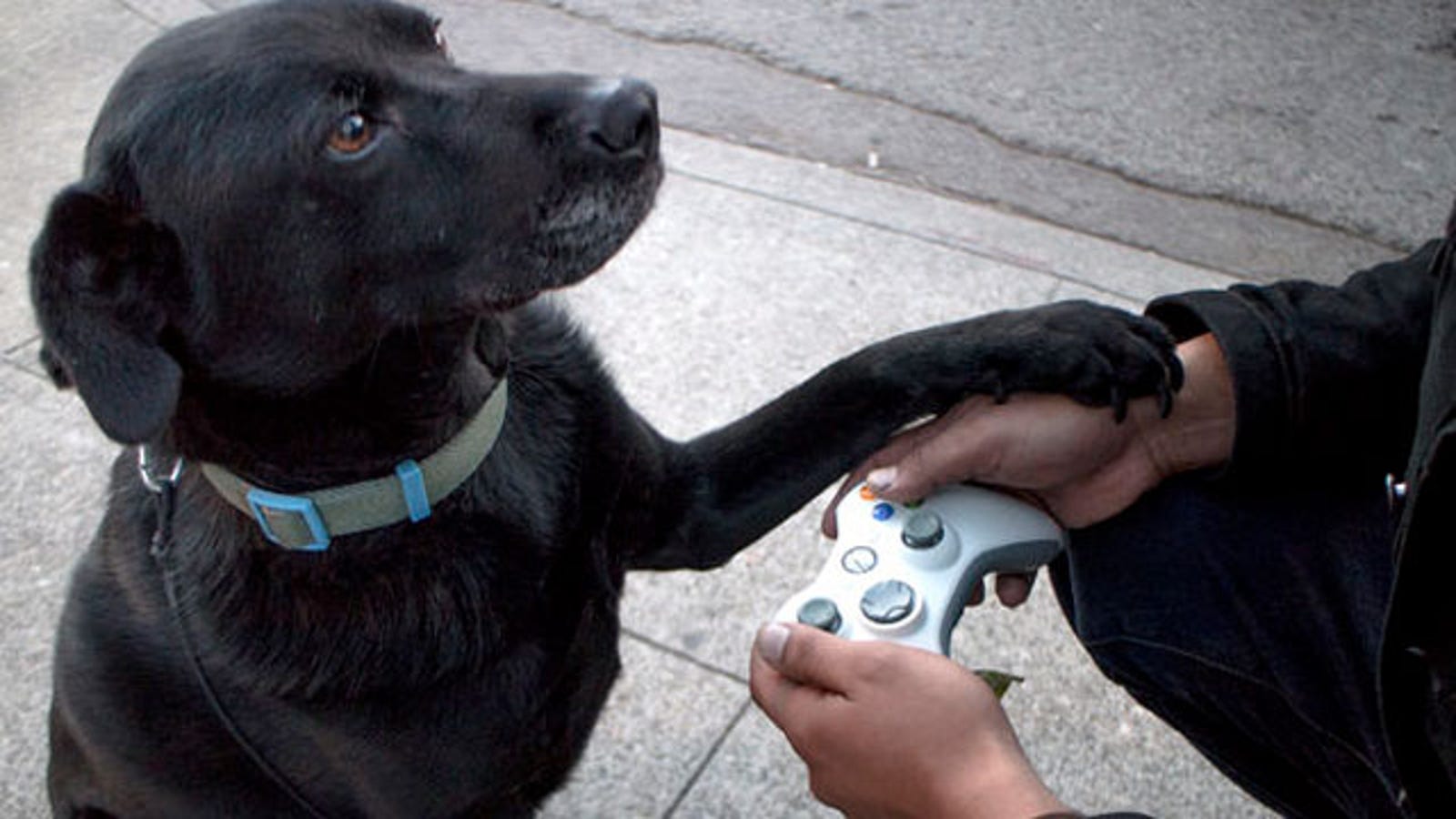 Turn an Old Xbox Controller into a Dog Leash and Poop Bag ...