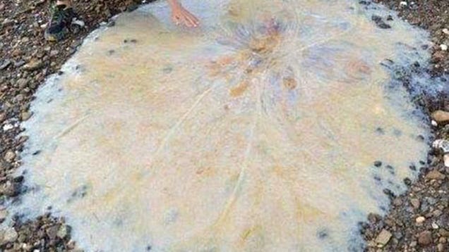Scientists discover new species that looks like a giant snot