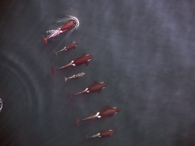 How to Understand What You're Seeing in Aerial Pictures of Whales