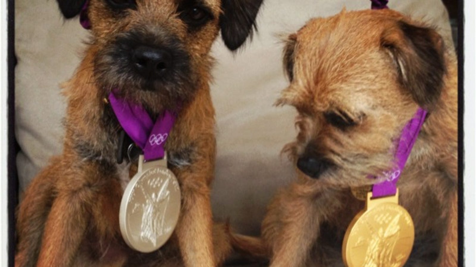 Here Are Andy Murray's Adorable Puppies Wearing His Olympic Medals