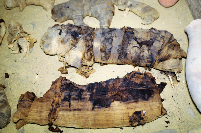 Illustration for article titled Encuentran en una tumba egipcia de hace 2.500 años docenas de momias de gatos