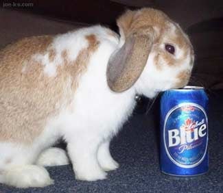 Illustration for article titled Broad Street Bullies, Bunnies And Booze