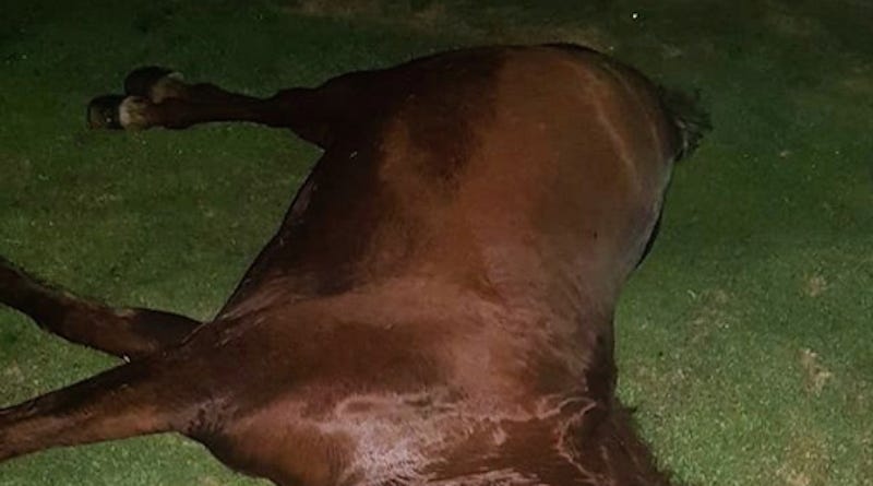 Illustration for article titled Johnny Cueto Once Again Remembers His Dead Horse With Photo Of His Dead Horse
