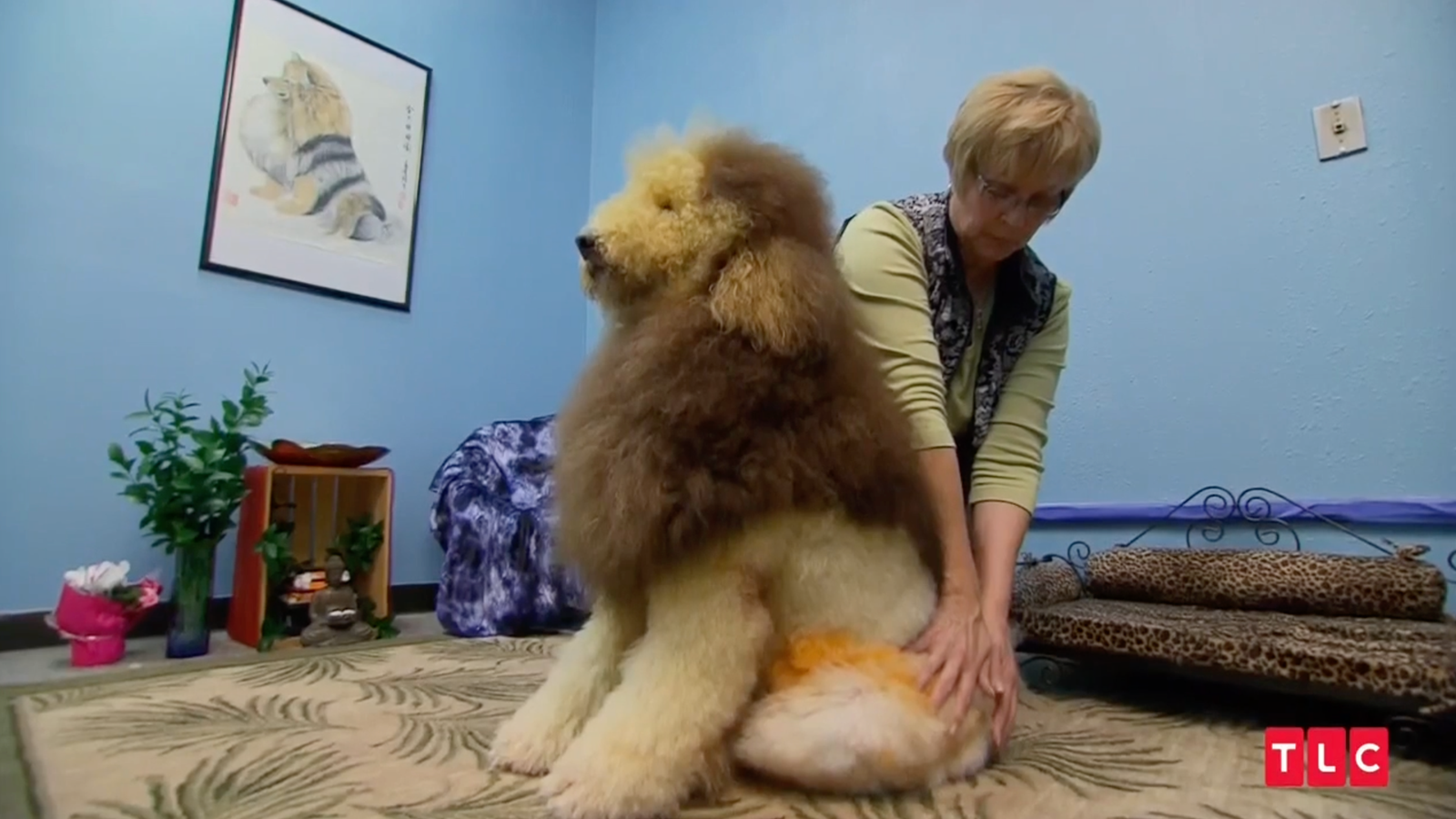 Wait That S A Dog Video Clips Of Tlc S Extreme Poodle Show