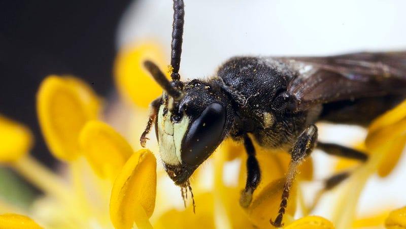 photo of Bees Placed on Endangered Species List for the First Time in the US image