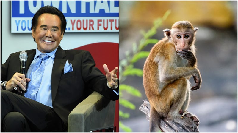 Illustration for article titled Wayne Newton gets sued over an alleged pet monkey attack