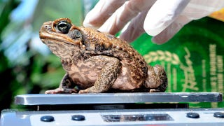 Illustration for article titled Scientists Use Seduction To Catch Lady Toads