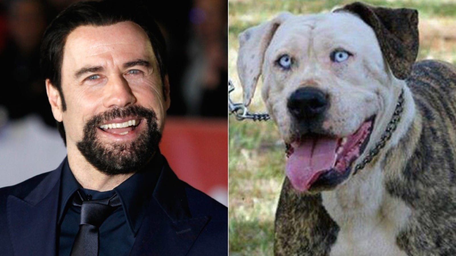 Hey, Quick Question: Why Does This Dog Look Exactly Like John Travolta