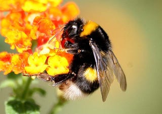 Illustration for article titled Bumblebees are the latest animals to be dying for no apparent reason