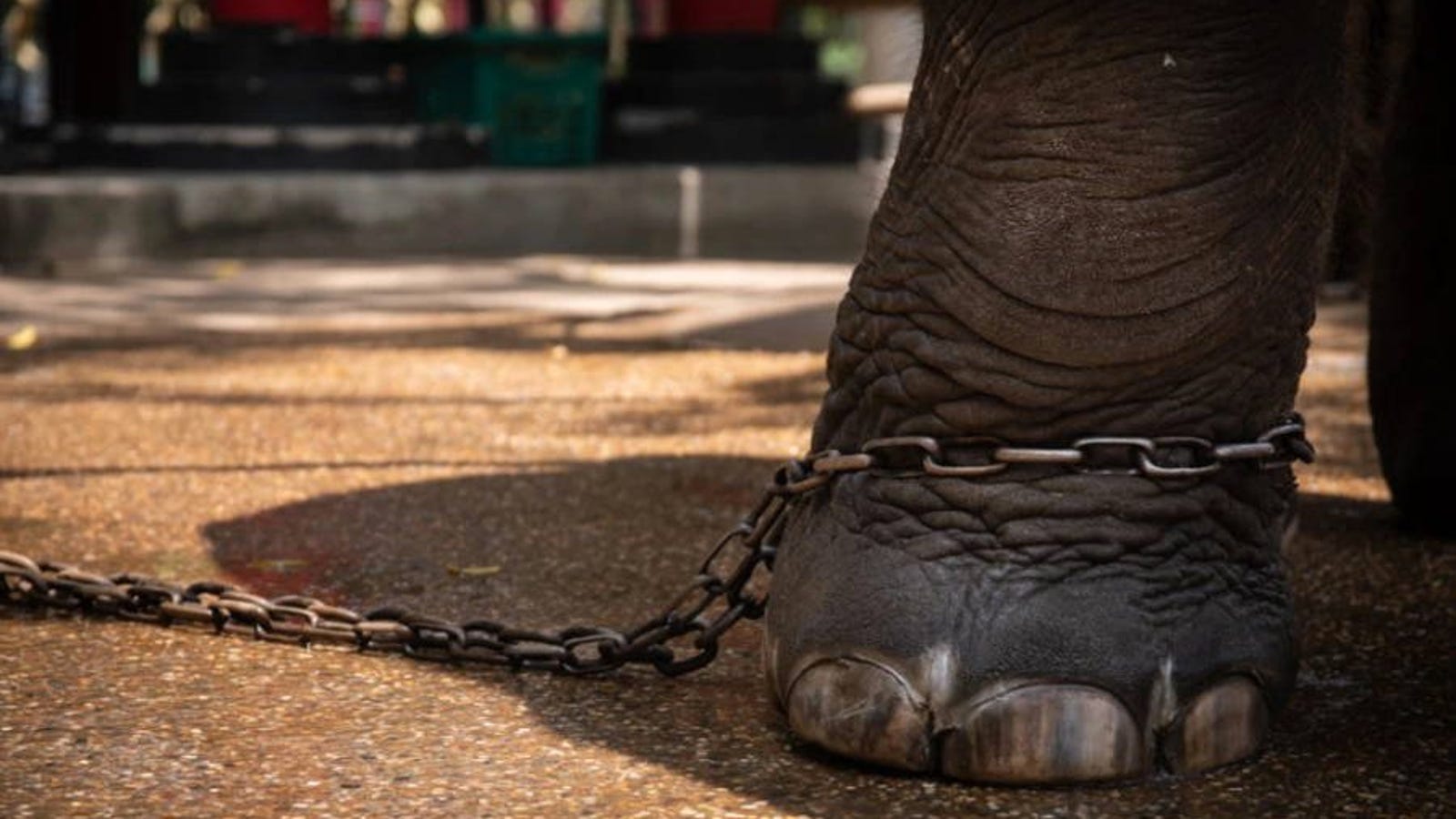 Una cría de elefante de un zoo en Tailandia muere días después de ser forzado a bailar para grupos de turistas