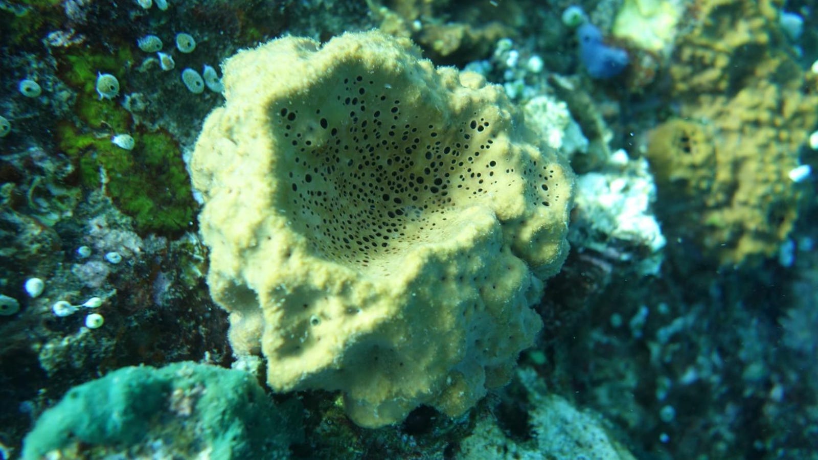 photo of Ancient Steroid Suggests Sea Sponges Were One of Earth’s First Animals image