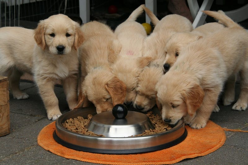 Illustration for article titled Estados Unidos vincula estas 16 marcas populares de comida para perros a la enfermedad cardíaca canina