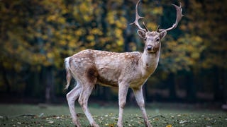 One Study Finds 'Zombie Deer' Prion Disease May Not Infect Humans, but Risk Remains