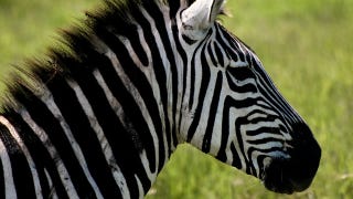 Illustration for article titled How The Zebra Actually Got Its Stripes
