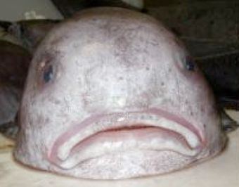 Illustration for article titled Fish Can Gurgle "Ouch!" Claims Norwegian Researcher